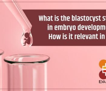 What is the Blastocyst Stage in Embryo Development? How is it Relevant in IVF?