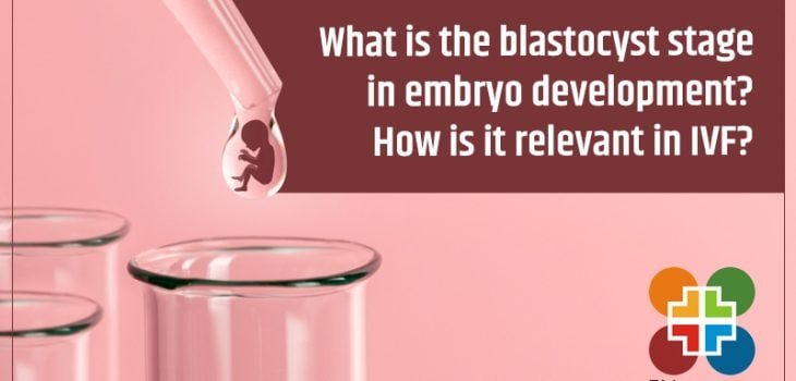 What-is-the-Blastocyst-Stage-in-Embryo-Development